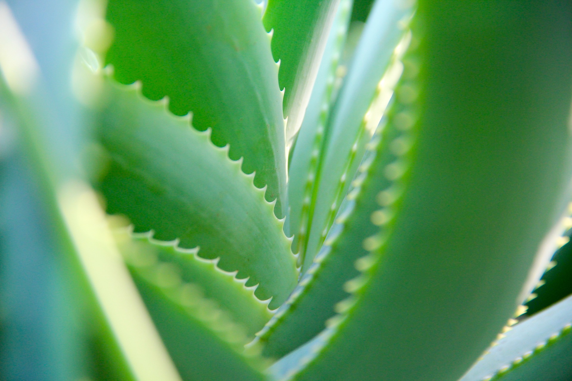 aloe vera plante