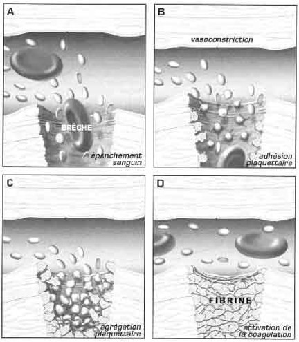 coagulation