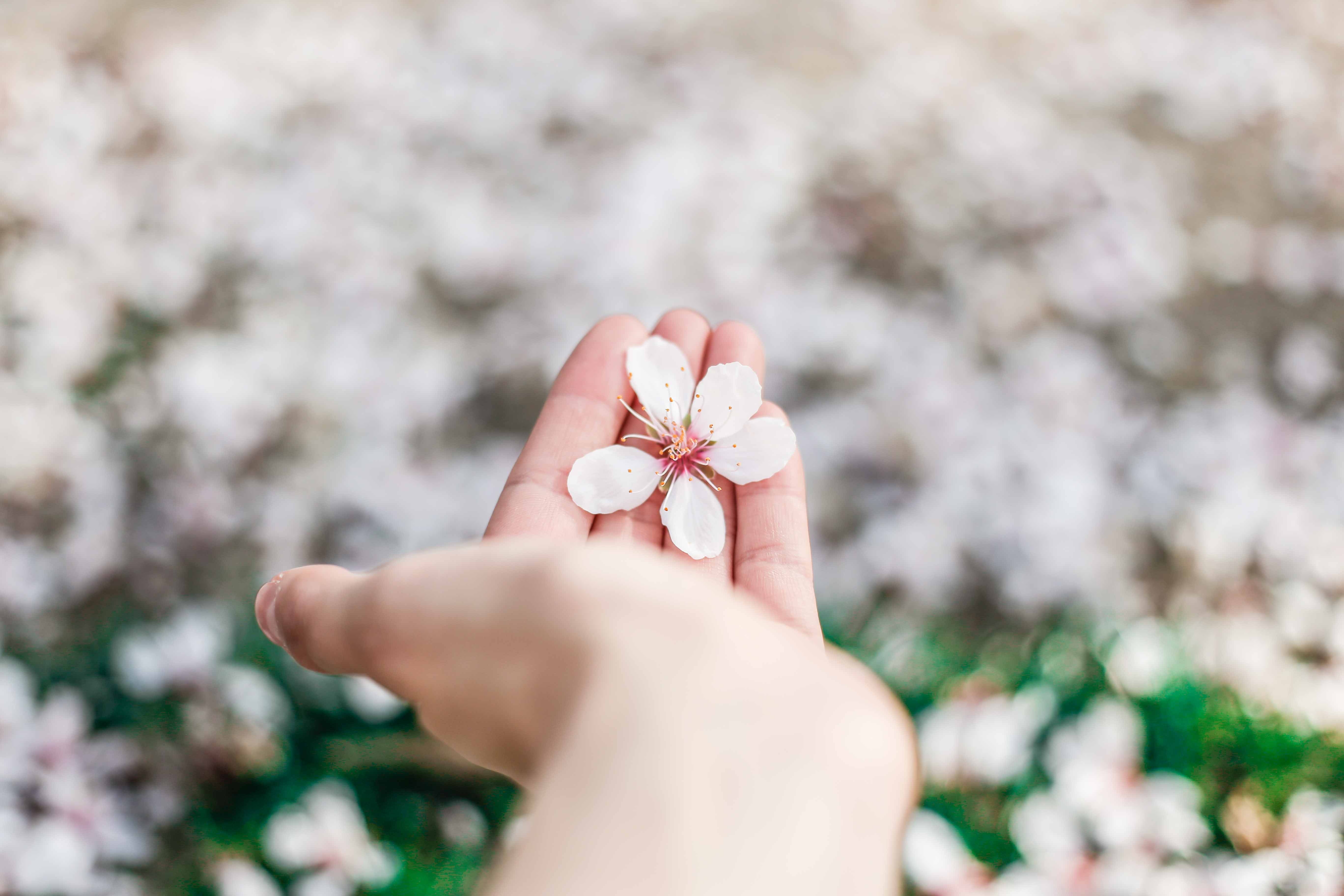 Les bienfaits du miel de manuka pour la peau – BNM Santé