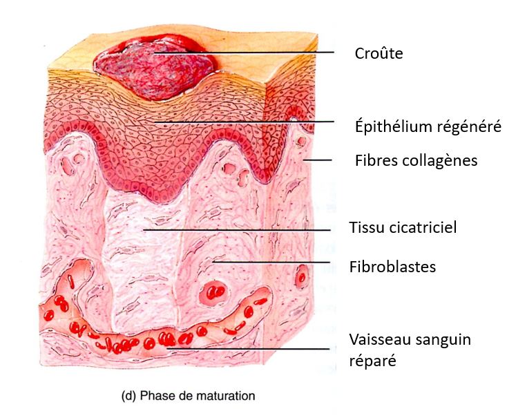 maturation